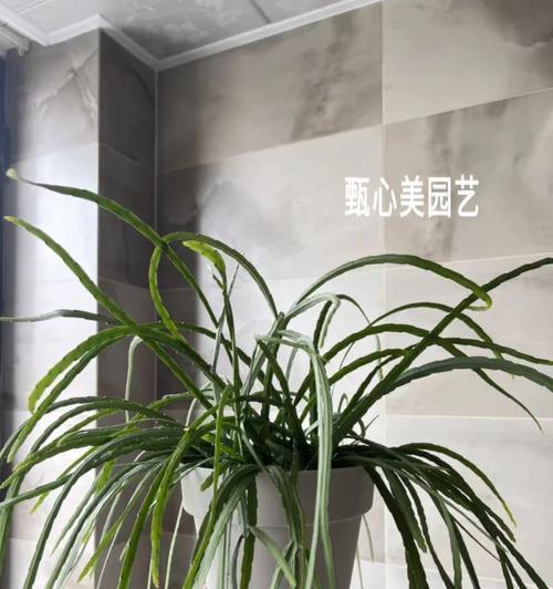 丝苇的养殖方法有哪些？