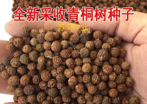 梧桐树种子种植方法是什么？梧桐树种子种植后如何管理？