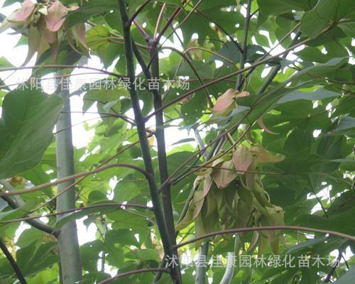 梧桐树种子种植方法是什么？梧桐树种子种植后如何管理？