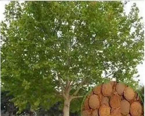 梧桐树种子种植方法是什么？梧桐树种子种植后如何管理？