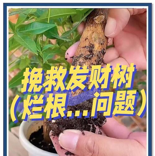 发财树根部软化的原因及处理方法？