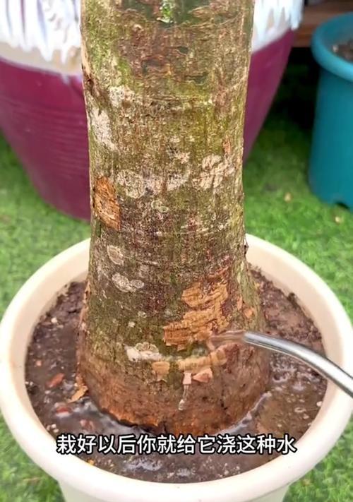 发财树根部软化的原因及处理方法？