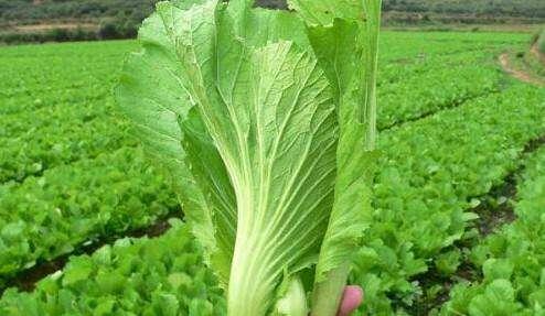 芥菜有哪些品种？不同品种的芥菜有何特点？