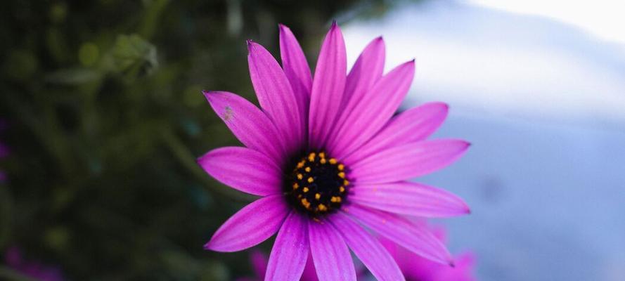 紫色菊花怎么养？紫色菊花的养殖要点是什么？