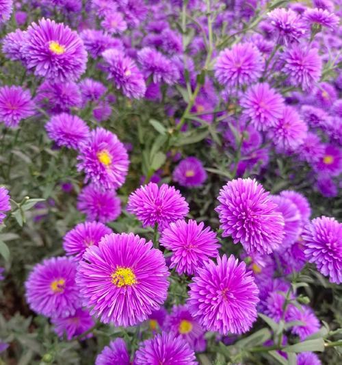 紫色菊花怎么养？紫色菊花的养殖要点是什么？