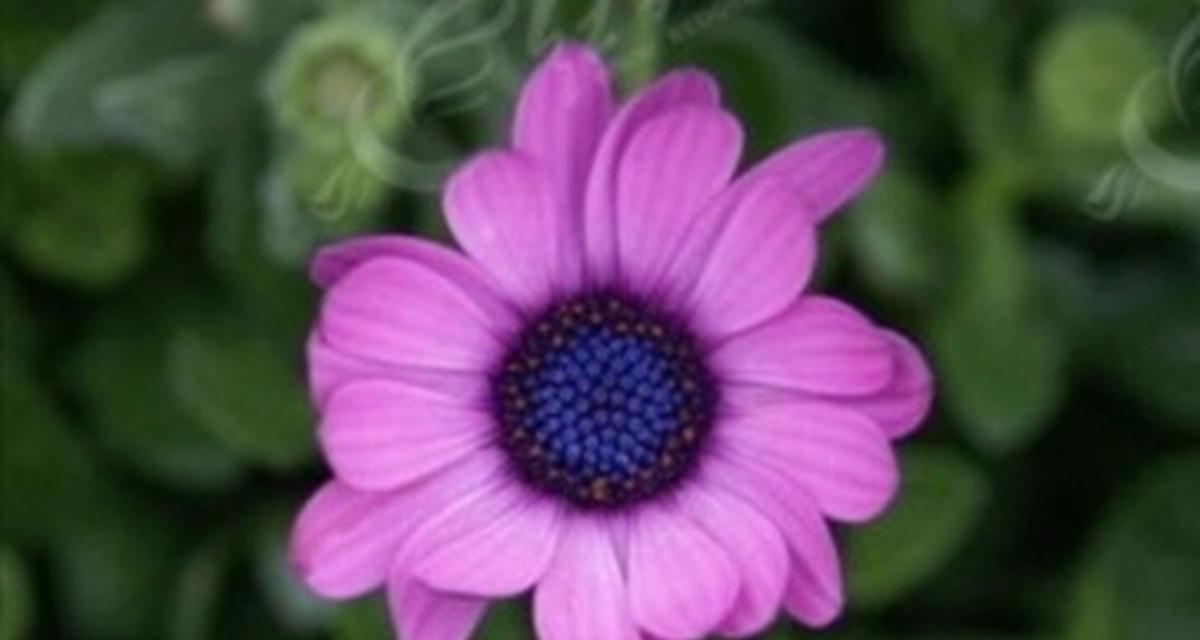 紫色菊花怎么养？紫色菊花的养殖要点是什么？
