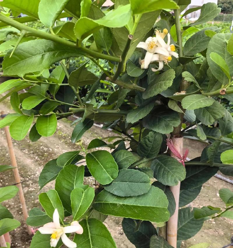 庭院盆景植物包括哪些？如何选择庭院盆景植物？