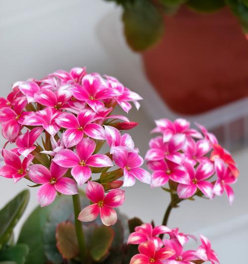 长寿花品种大全包括哪些？各种长寿花的养护要点是什么？