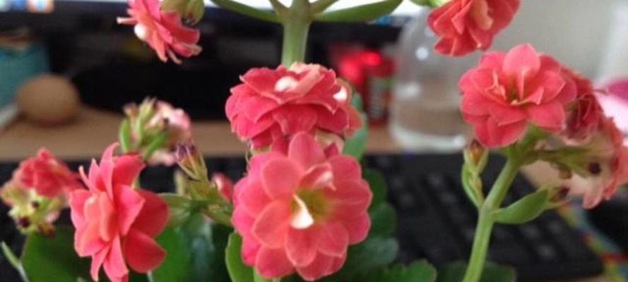 长寿花品种大全包括哪些？各种长寿花的养护要点是什么？