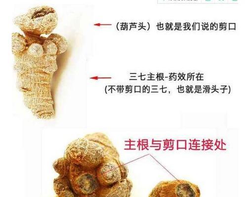 三七的繁殖方法是什么？如何保证三七的成活率？