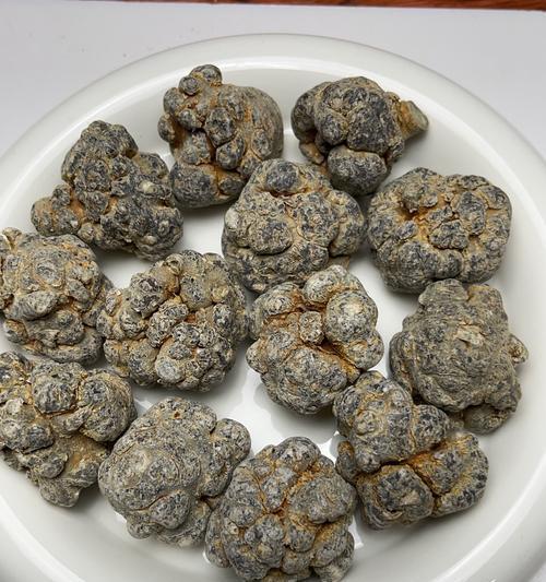 三七的繁殖方法是什么？如何保证三七的成活率？