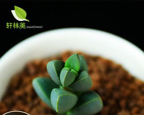 子持莲华夏天怎么养？夏季护理要点有哪些？