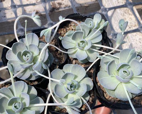 子持莲华夏天怎么养？夏季护理要点有哪些？