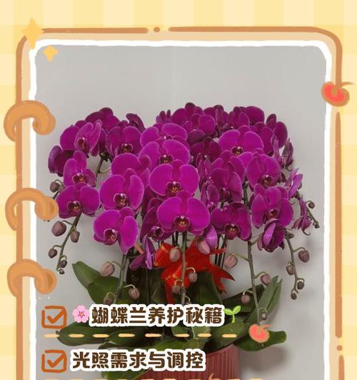 蝴蝶兰的养殖技巧和开花秘诀是什么？