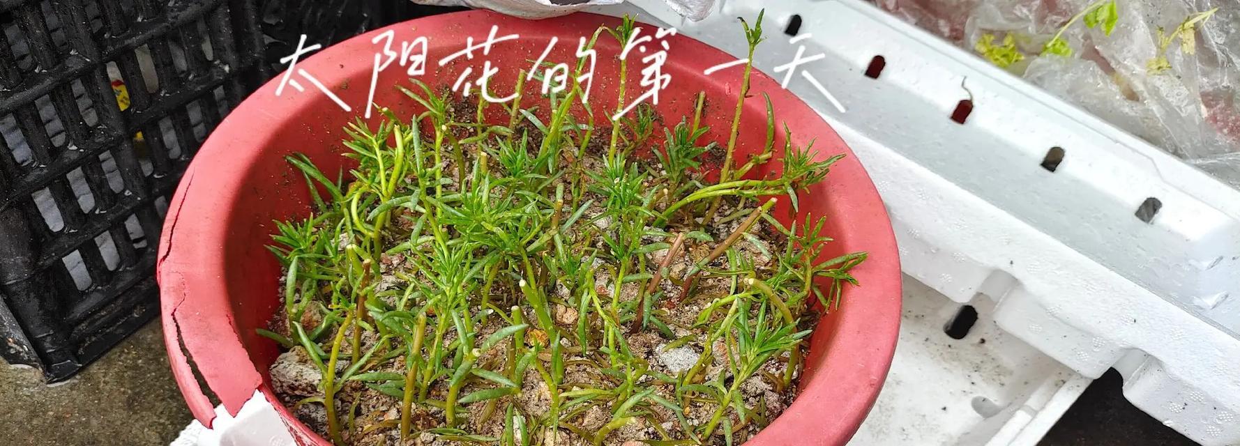 太阳花种植的步骤和技巧是什么？