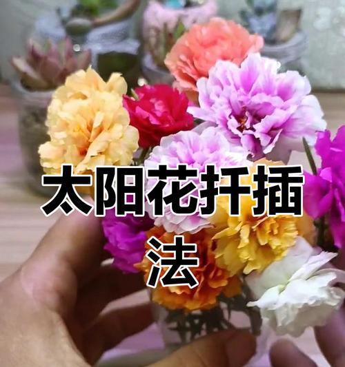 太阳花种植的步骤和技巧是什么？