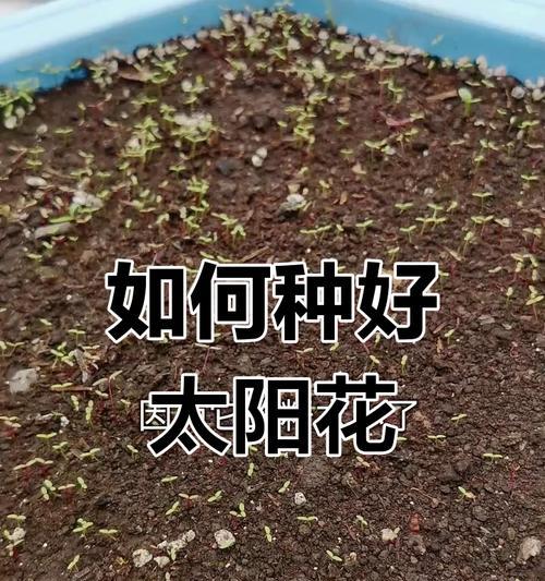 太阳花种植的步骤和技巧是什么？