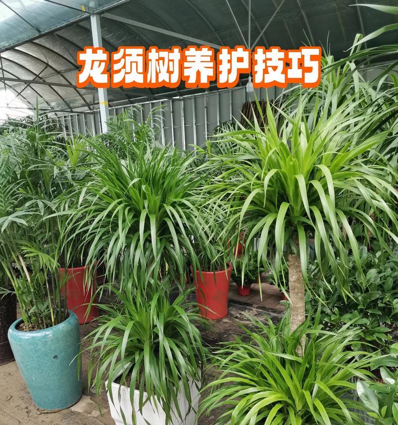 龙血树的养殖技巧有哪些？