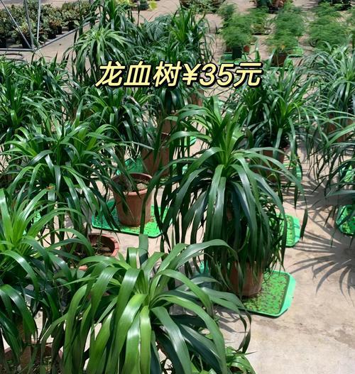 龙血树的养殖技巧有哪些？
