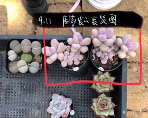 桃蛋爆盆的秘诀是什么？如何进行正确的养护？