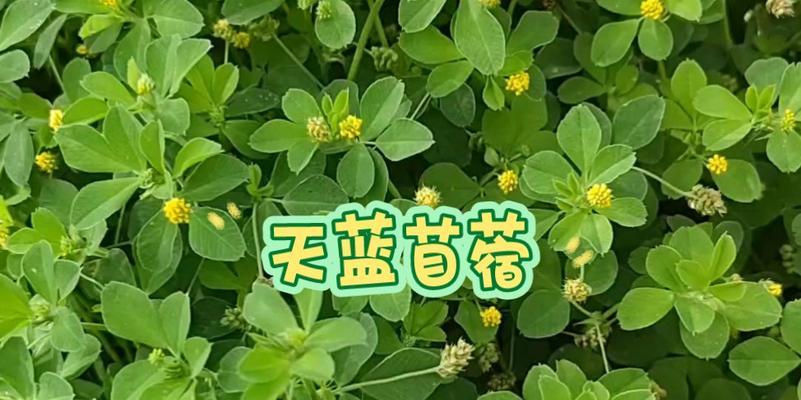 三叶草种植的正确方法是什么？