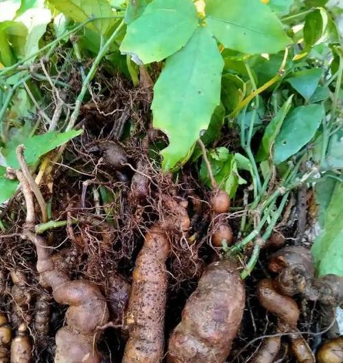 三叶草种植的正确方法是什么？