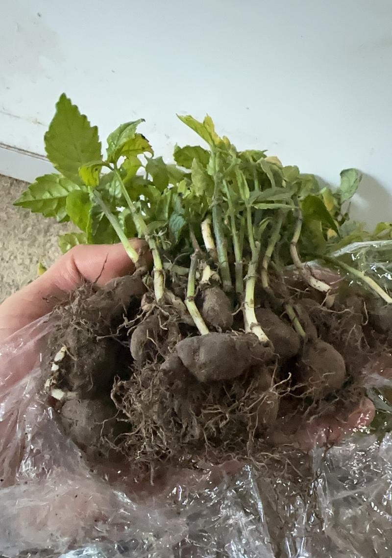 三叶草种植的正确方法是什么？