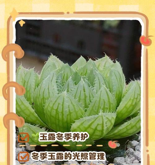玉露有哪些品种？各自的养护特点是什么？