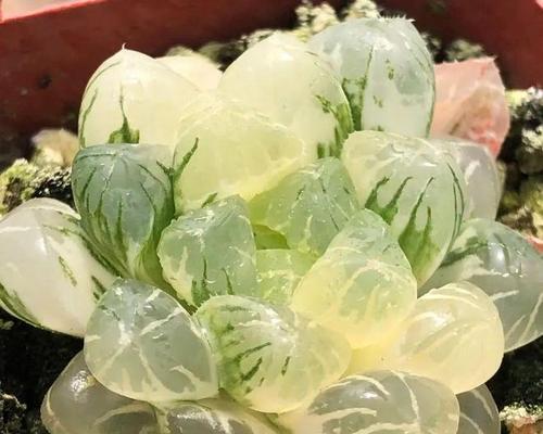 玉露有哪些品种？各自的养护特点是什么？