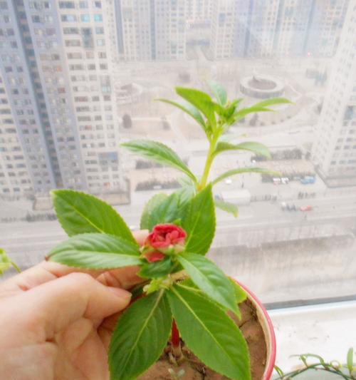 佛甲草修剪的最佳时机是什么时候？