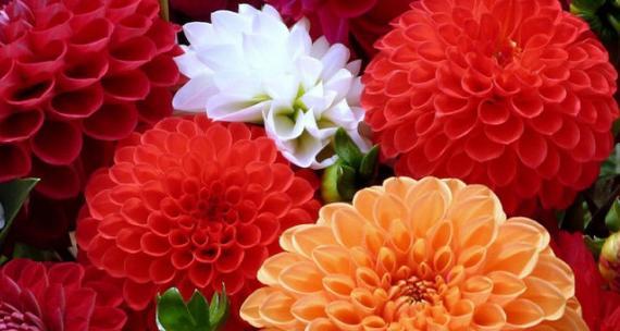秋天开的有哪些花？秋季花卉的种植和护理要点是什么？