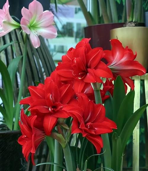 秋天开的有哪些花？秋季花卉的种植和护理要点是什么？
