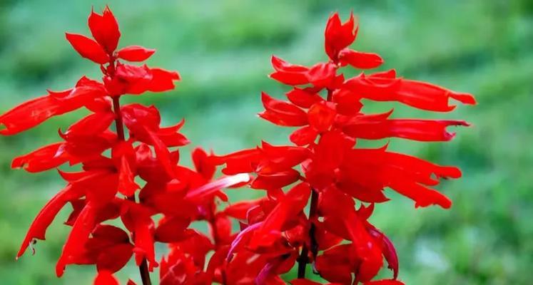秋天开的有哪些花？秋季花卉的种植和护理要点是什么？