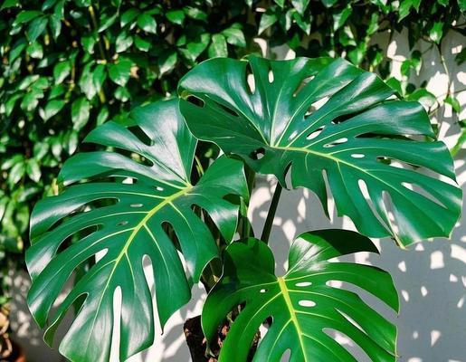 送领导哪种植物最合适？送植物作为礼物的寓意是什么？