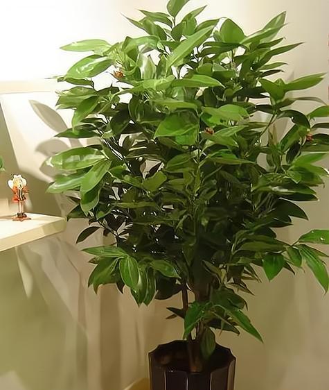 送领导哪种植物最合适？送植物作为礼物的寓意是什么？