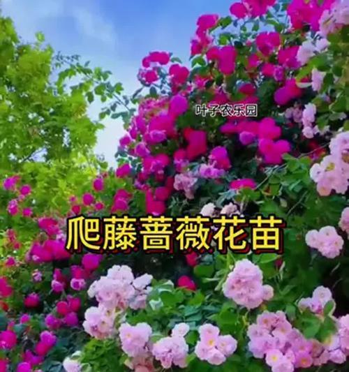 蔷薇花的养殖方法和常见问题解答？