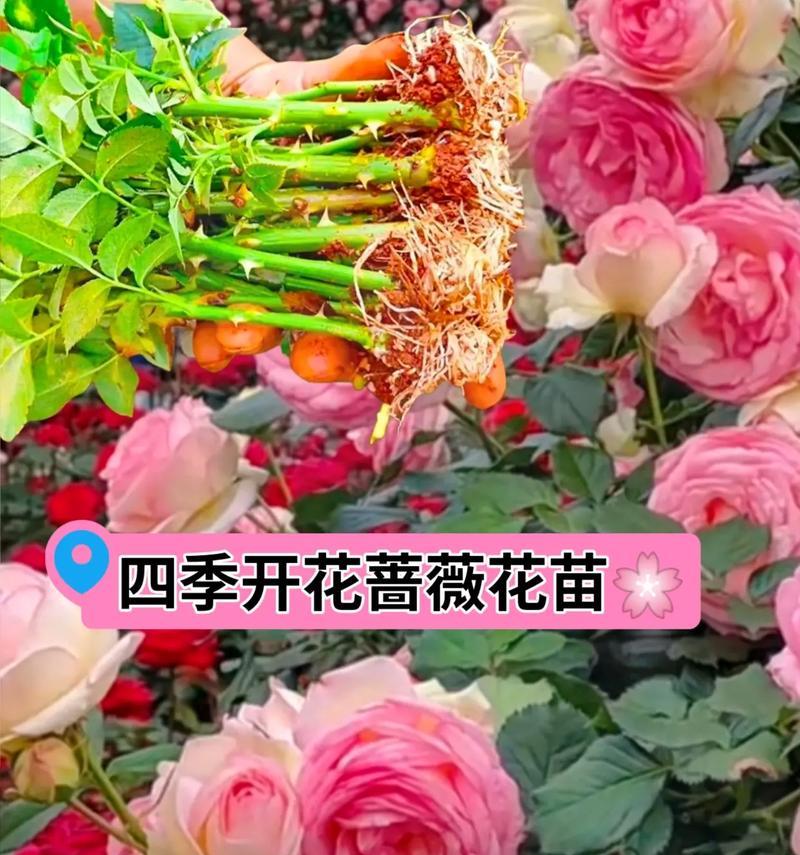 蔷薇花的养殖方法和常见问题解答？