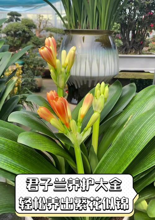 如何养殖君子兰？君子兰的养殖技巧有哪些？