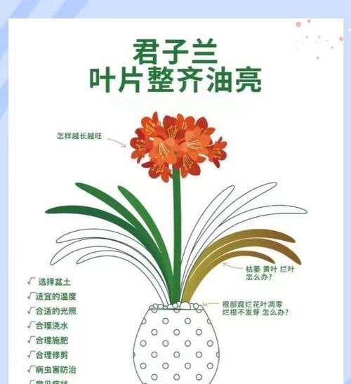 如何养殖君子兰？君子兰的养殖技巧有哪些？