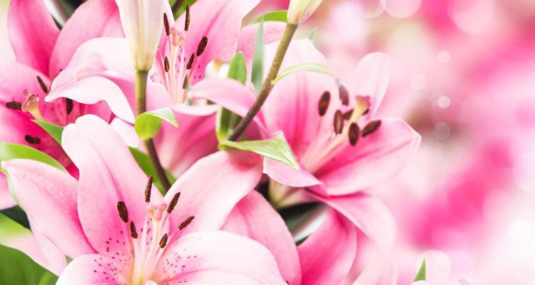 百合有哪些不同种类？它们的花语和特点是什么？