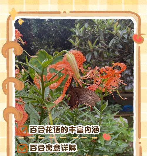 百合有哪些不同种类？它们的花语和特点是什么？