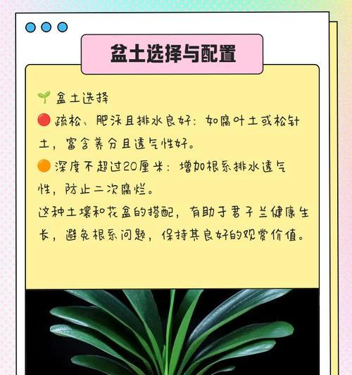 君子兰根部歪斜怎么矫正？如何防止根部问题？