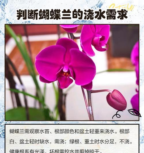 蝴蝶兰浇水的最佳时机是什么时候？如何正确浇水？