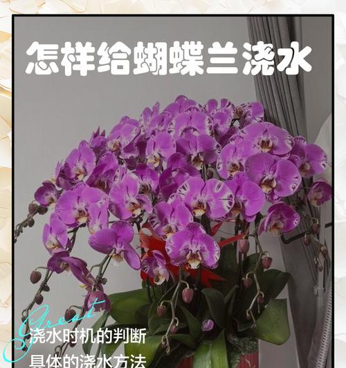 蝴蝶兰浇水的最佳时机是什么时候？如何正确浇水？
