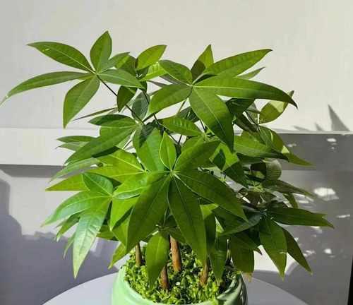 南方发财树冬季养护技巧有哪些？