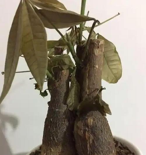南方发财树冬季养护技巧有哪些？