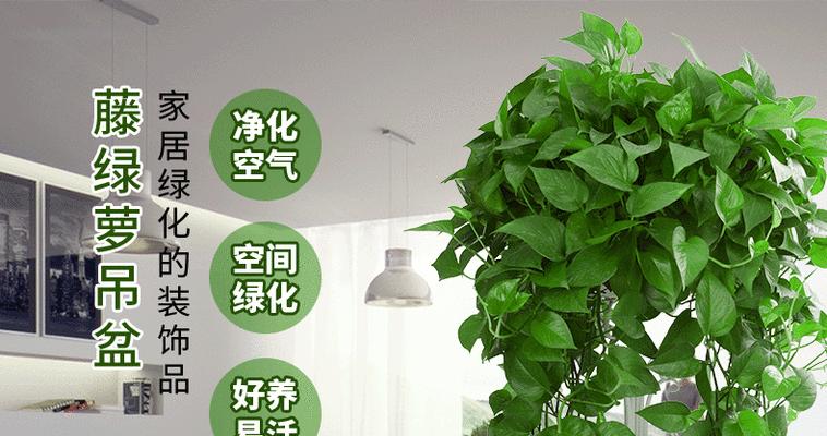 吊绿萝的养殖技巧有哪些？遇到问题怎么处理？