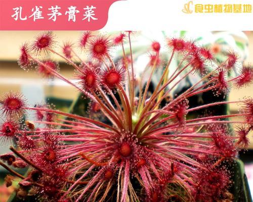 食虫草品种有哪些？食虫草品种的捕虫能力如何？