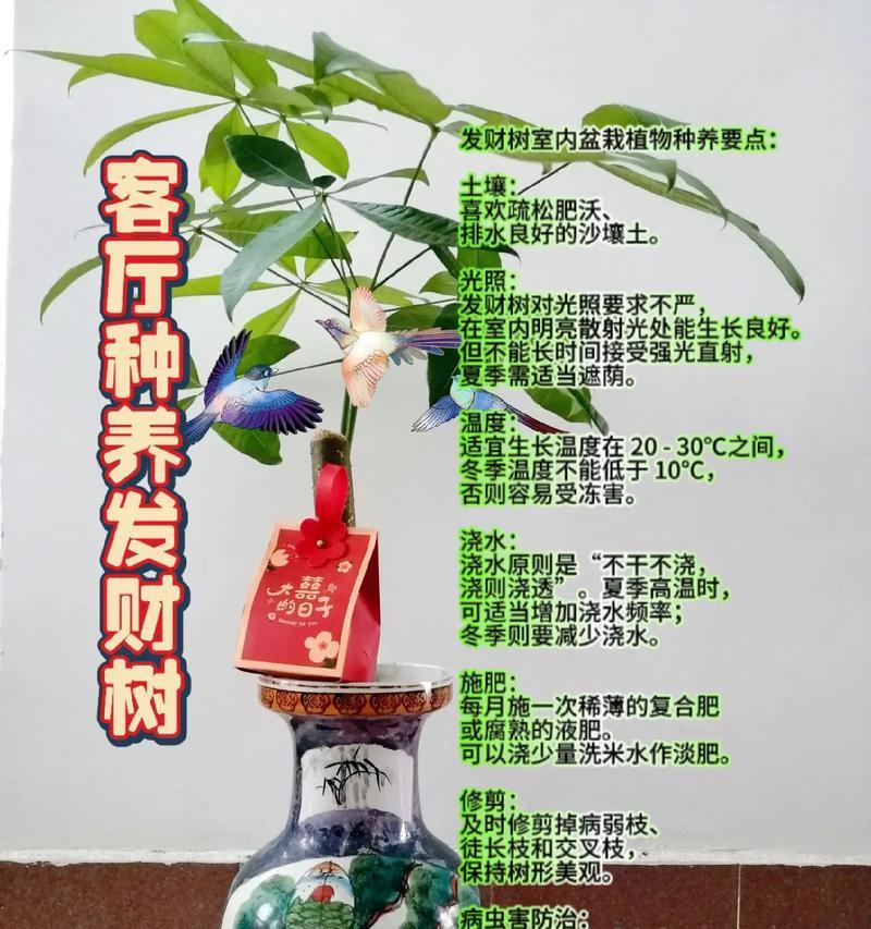 发财树冬季养护要点是什么？如何确保发财树安全过冬？