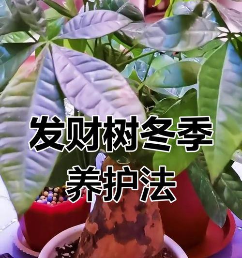 发财树冬季养护要点是什么？如何确保发财树安全过冬？